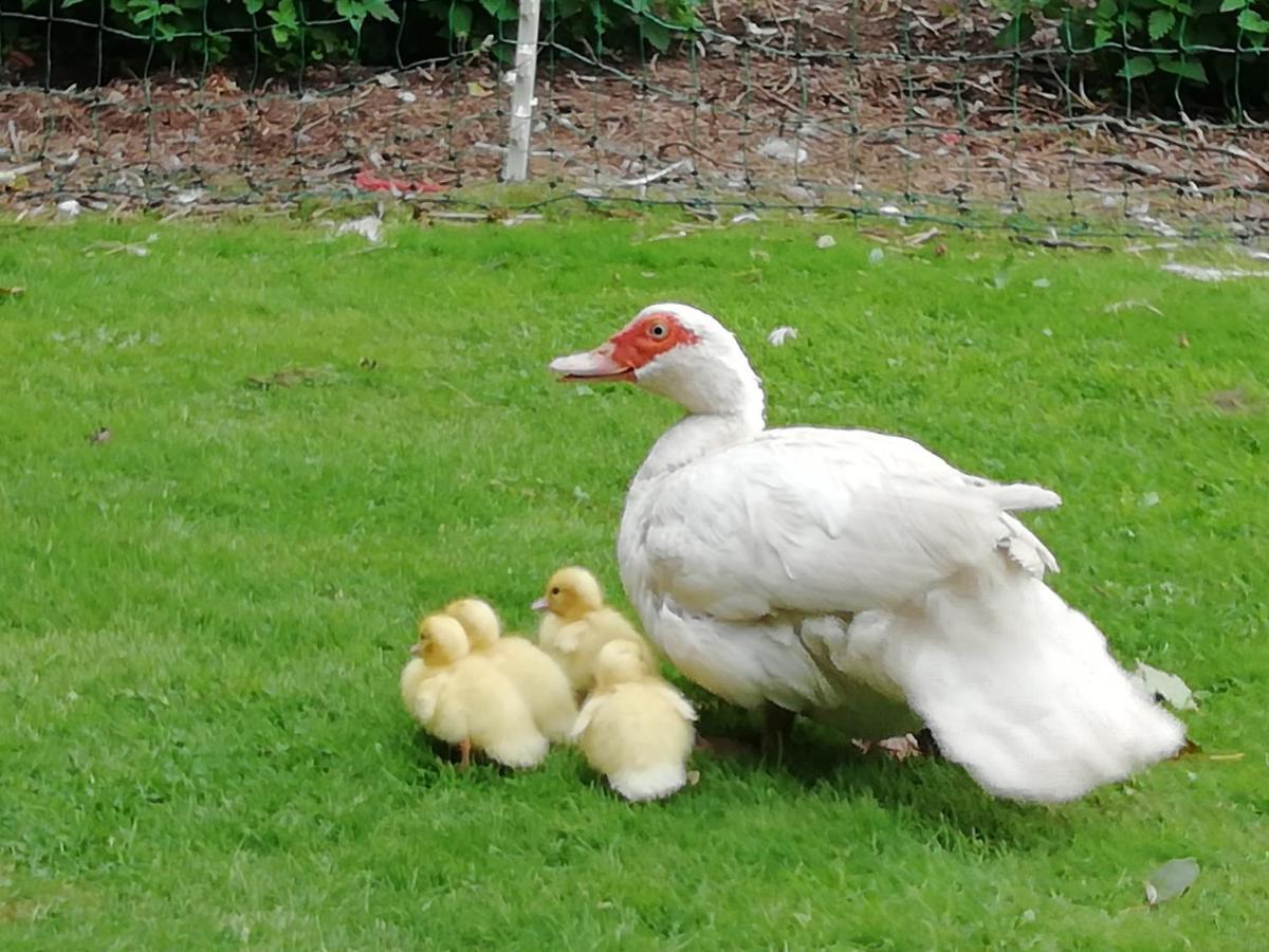 Clumber Lane End Farm Bed and Breakfast Worksop Exteriör bild