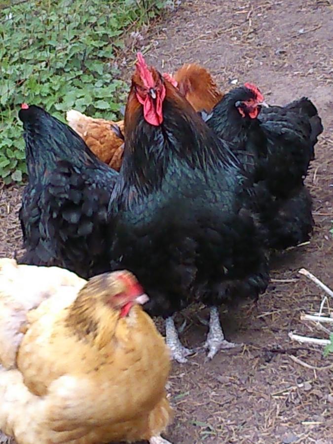 Clumber Lane End Farm Bed and Breakfast Worksop Exteriör bild